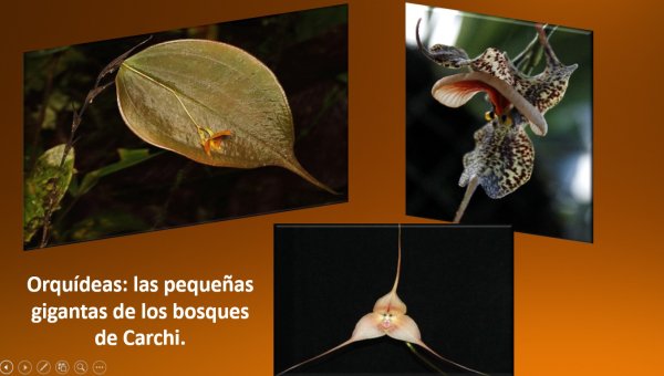 Orquídeas: las pequeñas gigantas de los bosques de Carchi